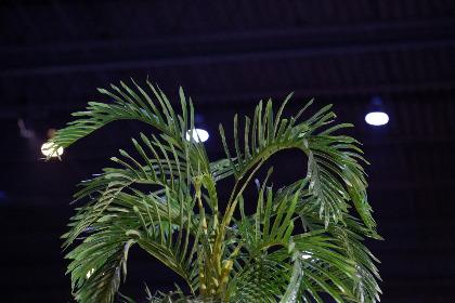 日本韩国黄 日本韩国黄