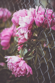 亚洲超清中文字幕无码麻豆