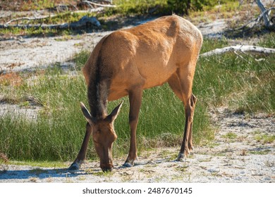 site proumb official map：探索Proumb官方地图的全面指南与使用技巧