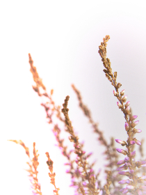 人人视频电脑版官网下载：轻松畅享精彩视频内容